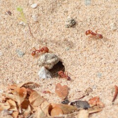 Pogonomyrmex maricopa