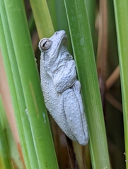 Chiromantis xerampelina