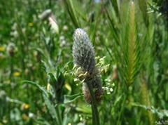 Plantago lagopus