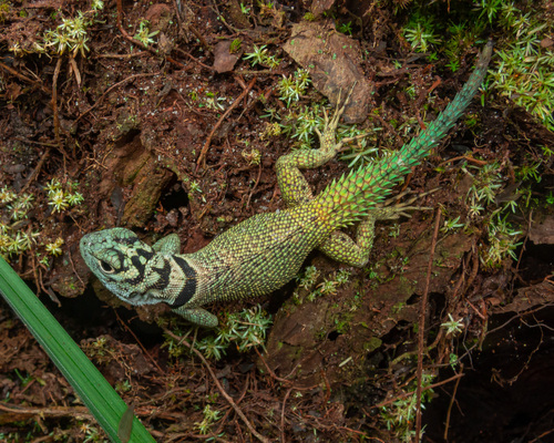 Strobilurus torquatus