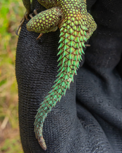 Strobilurus torquatus