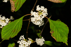 Viburnum farreri
