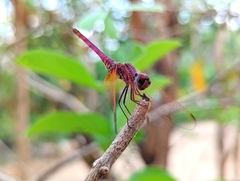 Trithemis