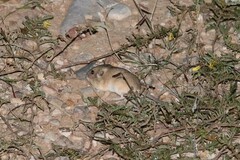 Perognathinae