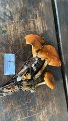 Gymnopilus junonius