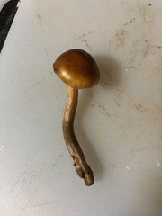 Gymnopilus junonius