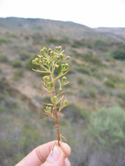 Amblyopappus pusillus