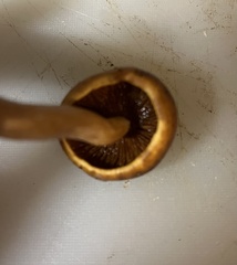 Gymnopilus junonius