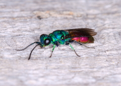 Chrysis ignita