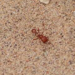 Pogonomyrmex maricopa