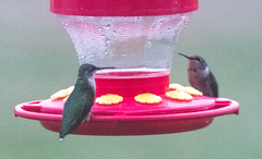 Archilochus colubris