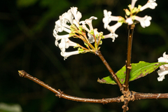 Viburnum farreri