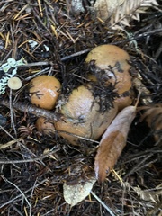 Suillus ponderosus