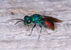 Chrysis ignita