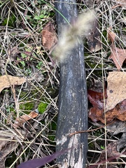 Setaria viridis