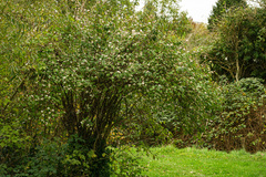 Viburnum farreri