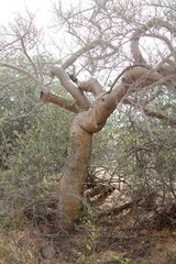 Bursera