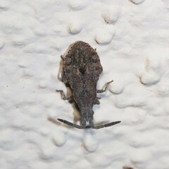 Scolopocerus secundarius