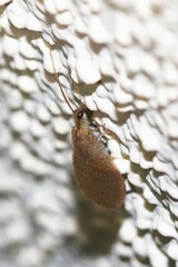 Hemerobius