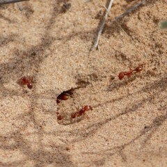 Pogonomyrmex californicus