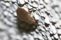 Hemerobius