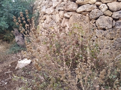 Marrubieae