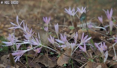 Colchicum stevenii