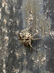 Saitis variegatus