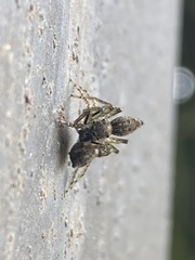 Saitis variegatus