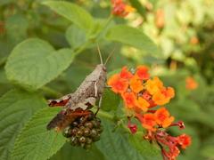 Xenocatantops brachycerus