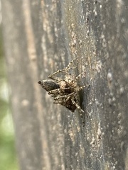 Saitis variegatus