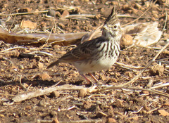 Galerida theklae ruficolor