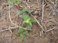 Camissoniopsis lewisii