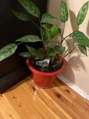 Aglaonema commutatum
