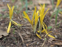 Sternbergia colchiciflora