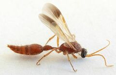 Chyphotes melaniceps