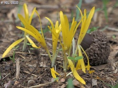 Sternbergia colchiciflora