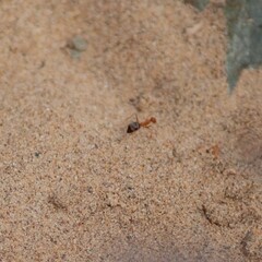 Endiodioctes