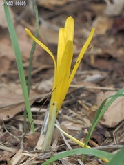 Sternbergia colchiciflora