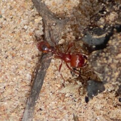 Pogonomyrmex maricopa
