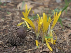 Sternbergia colchiciflora