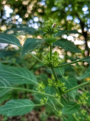 Dicliptera brachiata