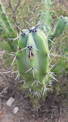 Myrtillocactus geometrizans