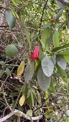 Lapageria rosea