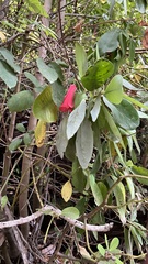 Lapageria rosea