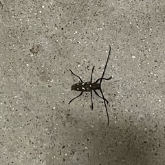 Batocera rubus