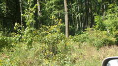 Helianthus grosseserratus