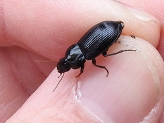 Aztecarpalus schaefferi