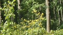 Helianthus grosseserratus