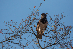 Circaetus pectoralis